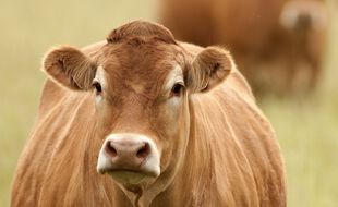 Illustration d'une vache.