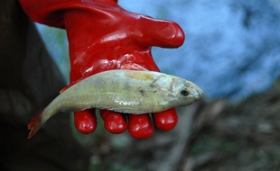 Un poisson mort dans une rivière. (Illustration)