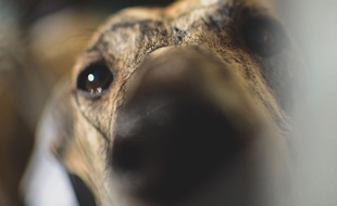 Un galgo dans un refuge, près de Madrid. Illustration.