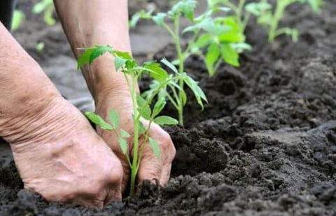 Beaucoup cherchent des engrais miracles, alors que cette astuce naturelle suffit à redonner vie à la terre du potager