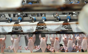Des poulets sur une chaîne du volailler Doux le 23 janvier 2015 à Châteaulin, dans le Finistère