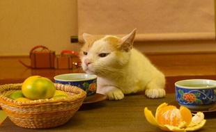 Capture d'écran du compte Twitter japonais Jalan mettant en scène un chat.