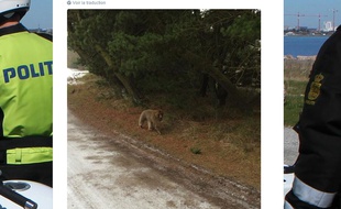 La police danoise a publié sur son compte Twitter la photo d'un babouin qui s'est échappé du zoo.