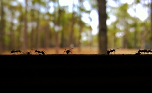Les fourmis s'adaptent lorsque le trafic augmente.