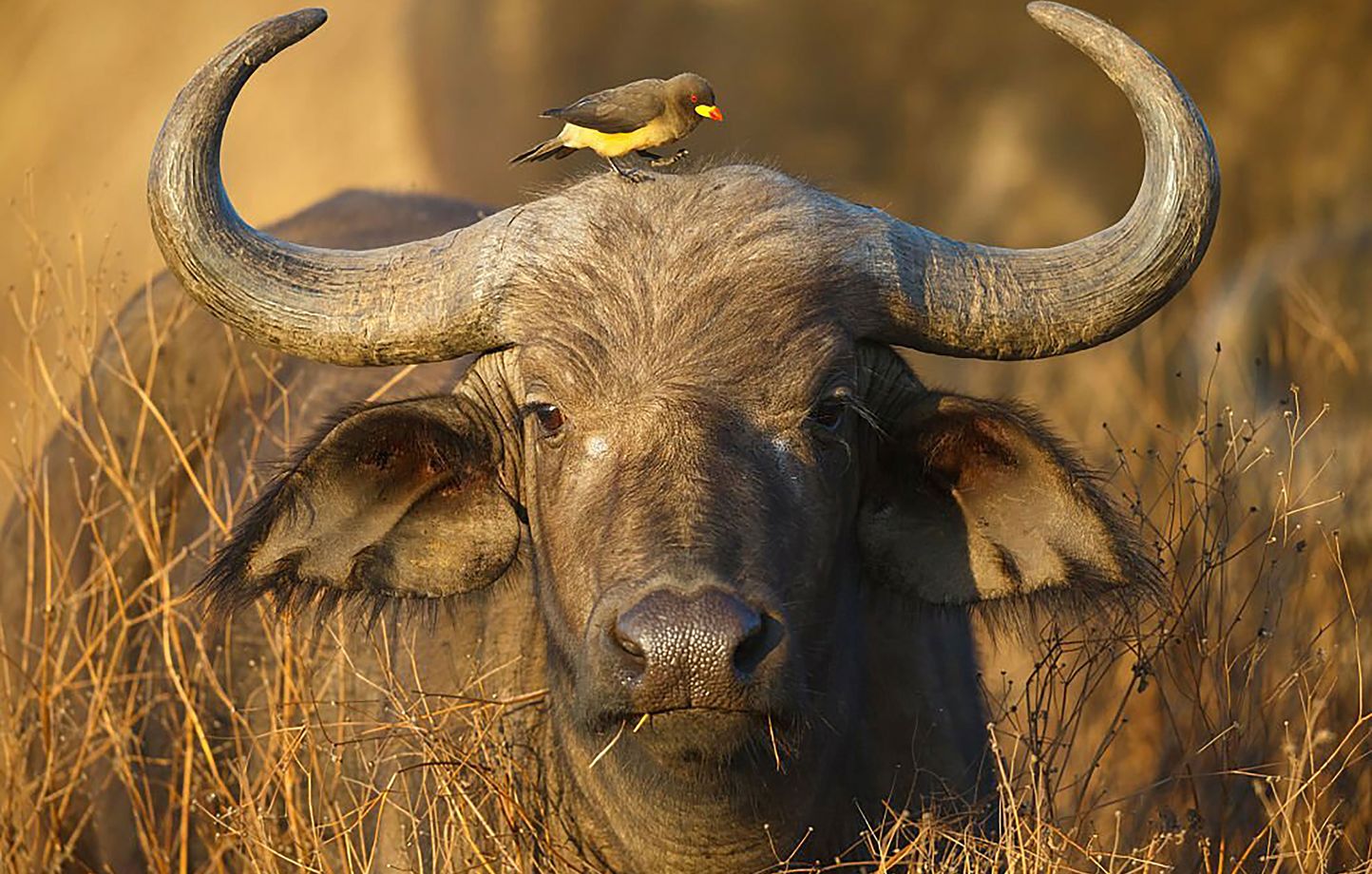 Un parcours de plus d'un kilomètre au travers de scènes évoquant les paysages et les animaux africains (Illustration)