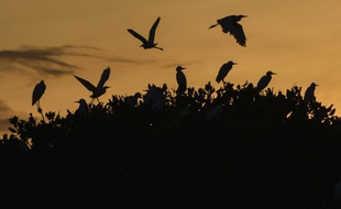 Les aigrettes volent au sommet d'une mangrove pendant le lever du soleil à Kajhu (Indonésie).