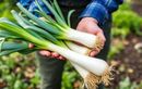 La méthode idéale et peu connue pour des poireaux d’été productifs, même en pleine chaleur