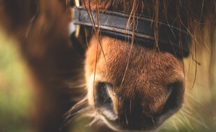 Le poney a été abattu dans le Tarn d'une balle dans la tête.