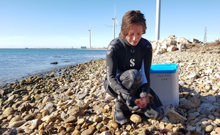 Une chercheuse prélève des oursins dans le golfe de Fos-sur-Mer