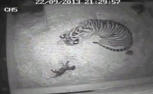 Naissance d'un bébé tigre au zoo de Londres