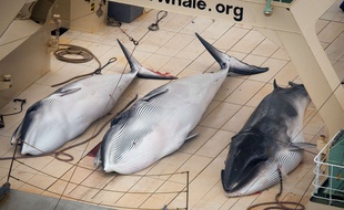 Trois petits rorquals morts gisent sur lep pont d'un bateau baleinier japonais le 5 janvier 2014. Une photo prise par Sea Sheperd Australie.