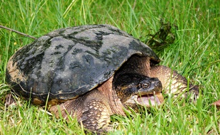 Une tortue serpentine (illsutration).