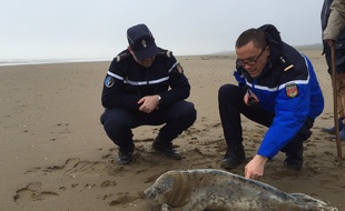 Le phoque gris secouru par la gendarmerie dimanche 31 janvier 2016 à Saint-Brévin.