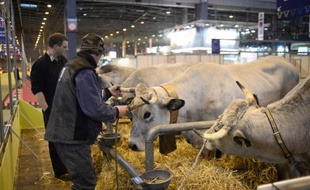 Des vaches au Salon de l'Agriculture le 20 février 2015 à Paris