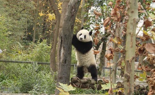 Zhen Zhen, panda de la base de Chengdu, en Chine, a été installée dans la Panda valley le 16 novembre 2012.