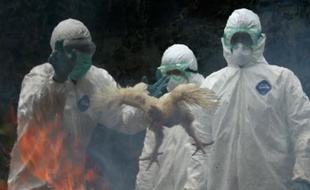 Des agents du ministère de la Santé indonésien procèdent à la destruction de volailles pour prévenir la propagation du virus de la grippe aviaire, Djakarta, le 16 décembre 2008.