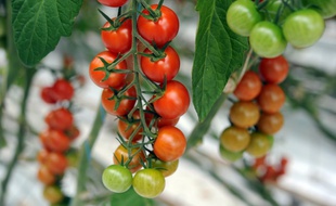 Tomates ayant donné leur accord pour illustration.