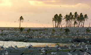 Des fous masqués sur un lagon de l'atoll de Clipperton. Photographie non datée prise en 2005