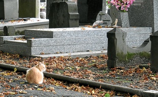 Illustratrion d'un cimetière à Roubaix