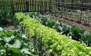 Il est possible de revendre vos surplus de légumes sur le web