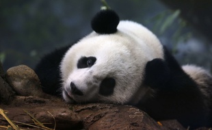 Illustration: un panda géant.