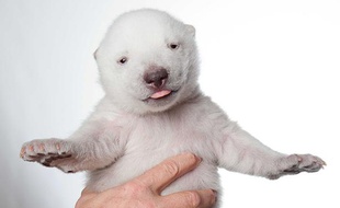 Siku, l'ourson polaire né dans un parc animalier du Danemark, à l'âge d'un mois.