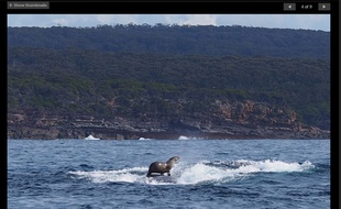 Capture écran site smh.com.au d'une photo de Robyn Malcolm à propos d'un phoque à dos de baleine.