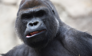 Malabo, le gorille du zoo de Madrid.