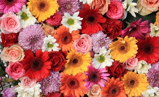 On a tendance à l'oublier ou à l'ignorer mais les fleurs sont les organes sexuels de la grande majorité des plantes.