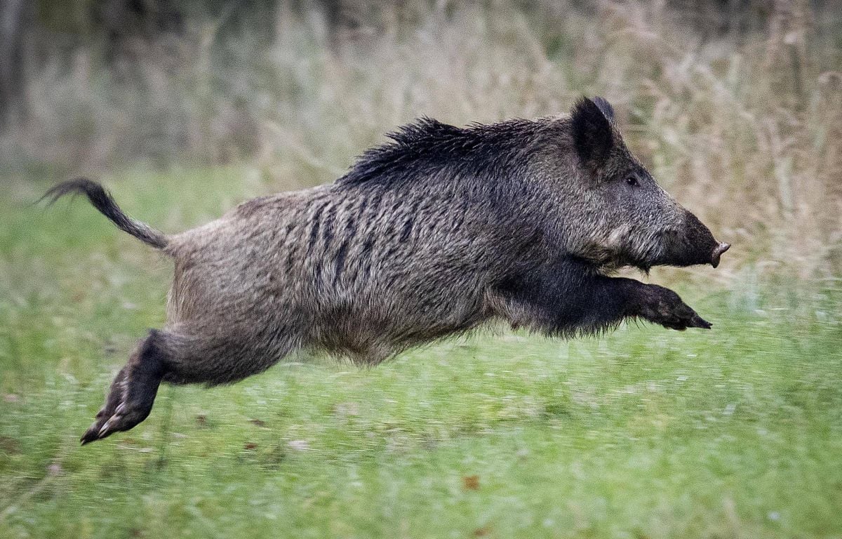 Sanglier sauvage