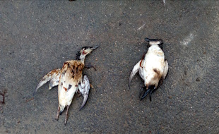 Des oiseaux souillés de pétrole ont été découverts sur la commune de Plougasnou, dans le Finistère. La pollution proviendrait encore du pétrolier Tanio, coulé en 1980.