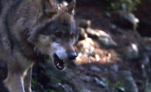 Un loup dans le parc national du Mercantour