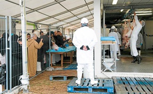 Début de l'Aïd le 7 novembre 2011 dans un abattoir mobile de La Courneuve.