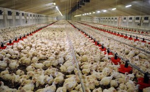 Des poulets en batterie dans une ferme du Finistère, le 7 août 2012.
