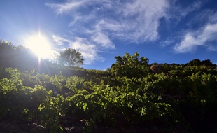 Des vignes près de Collioure. (archives)