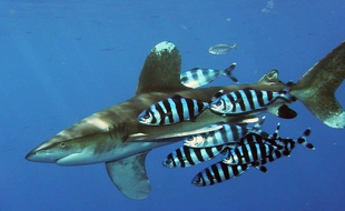 Un requin longimane, appelé parata (illustration)