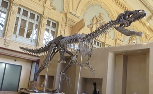 Le squelette de ce dinosaure inconnu des chercheurs, sera vendu aux enchères à Paris le 4 juin. En attendant, il est exposé à Lyon