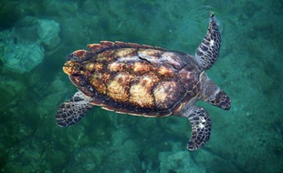 Une tortue marine nage à l'observatoire de Kelonia à Saint-Leu à la Réunion dans le sud-ouest de l'Océan Indien en octobre 2007