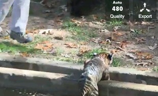 Capture d'écran de la vidéo montrant deux bébés tigres de Sumatra prenant leur bain au zoo de Washington, le 6 novembre 2013.