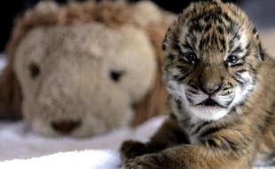 Illustration d'un bébé tigre.