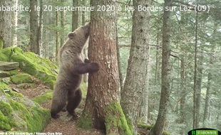 Un jeune ours filmé aux Bordes-sur-Lez, en Ariège, le 20 septembre 2020.