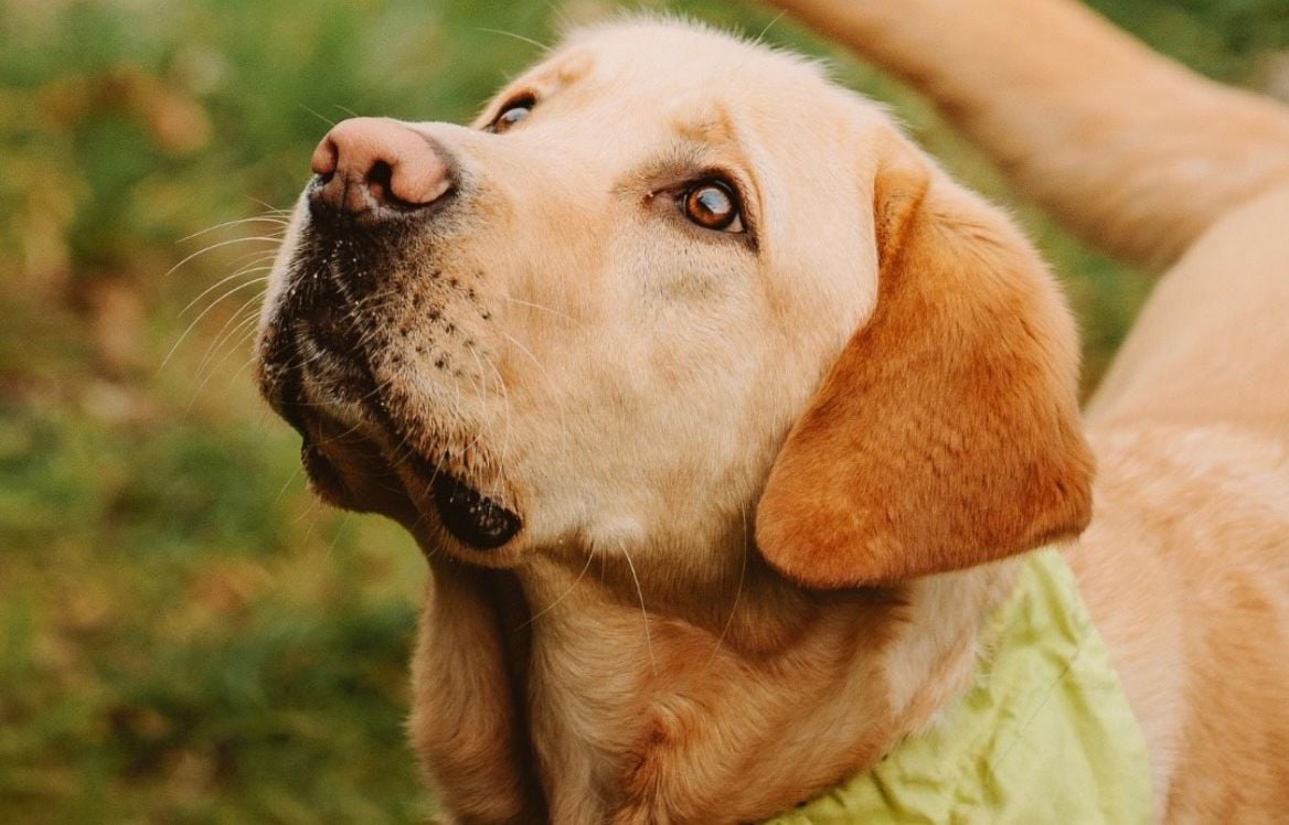 Quelles sont les actions de la SPA pour lutter contre l'abandon des animaux en été ?