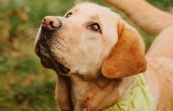 Comment la SPA lutte contre les abandons d’animaux en été ?