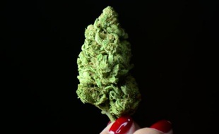 Les adeptes du cannabis aux États-Unis vont enfin pouvoir, ce 1er janvier, consommer légalement de la marijuana à des fins récréatives dans deux Etats de l'ouest du pays, le Colorado et l'Etat de Washington.