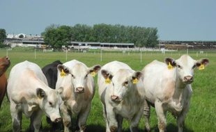 Quatre génisses rigoureusement identiques, créées par clonage, pâturent dans les champs le 16 juin 2014 dans un centre de génétique dans l'Iowa
