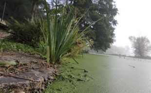 La rivière la Seiche, ici à Janzé (Ille-et-Vilaine), le 20 septembre 2017, soit un mois après la pollution de Lactalis.