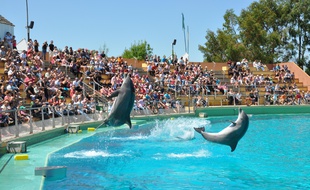 Les dauphins de la «cité marine» comptent parmi les animaux préférés du public.