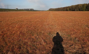 Un champ traité au glyphosate en Allemagne.