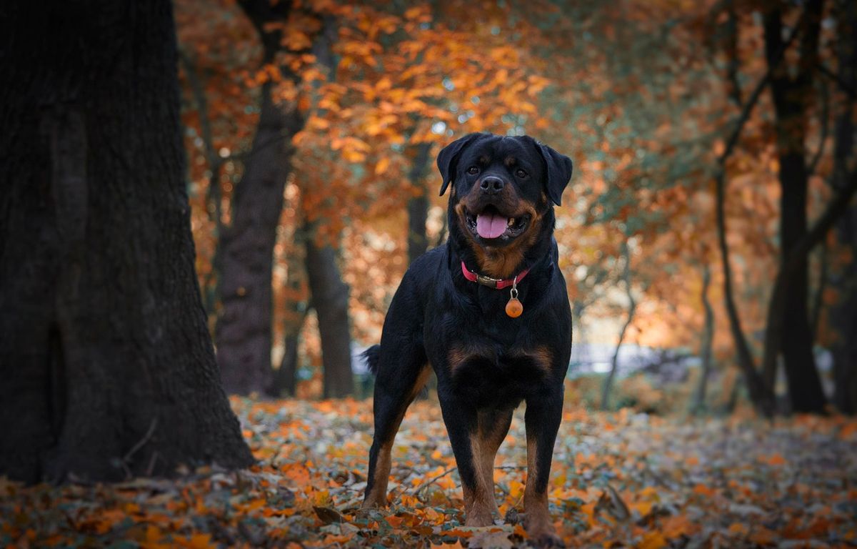 États-Unis : La nounou part faire la sieste, ses deux chiens attaquent et tuent un petit garçon d image