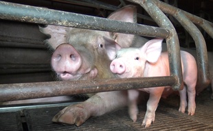 Extrait du reportage de L214 dans un élevage de porcs du Finsitère.